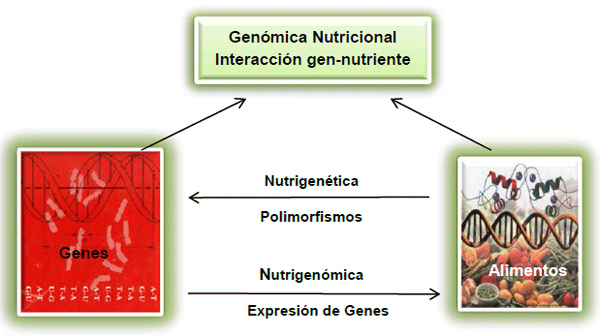 nutrigenetica